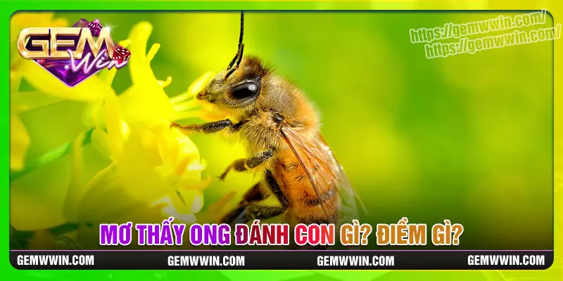 mo-thay-con-ong-danh-gi-cho-may-man-diem-tot-hay-xau