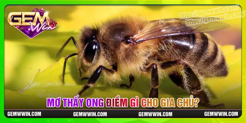 Mơ thấy con ong là điềm báo gì cho gia chủ
