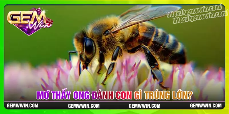 Nằm mơ thấy con ong đánh gì trúng lớn?
