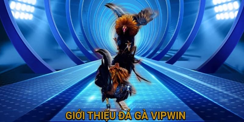 Thông tin chung về sảnh đá gà tại VIPWIN