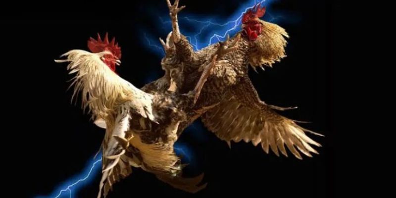 3 hình thức đặt cược đặc biệt nhất tại sảnh đá gà QQ88