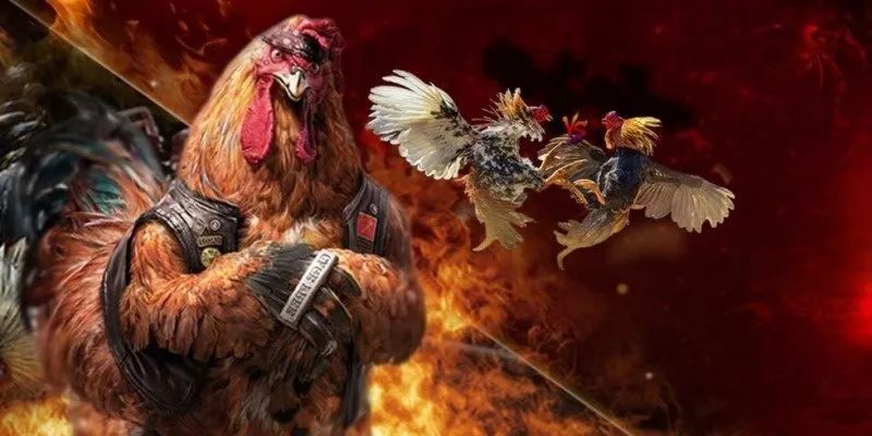 Sự thú vị đặc biệt chỉ có tại sảnh đá gà QQ88COM