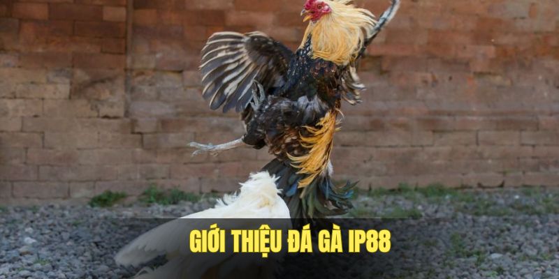 Thông tin về sảnh đá gà IP88 đình đám
