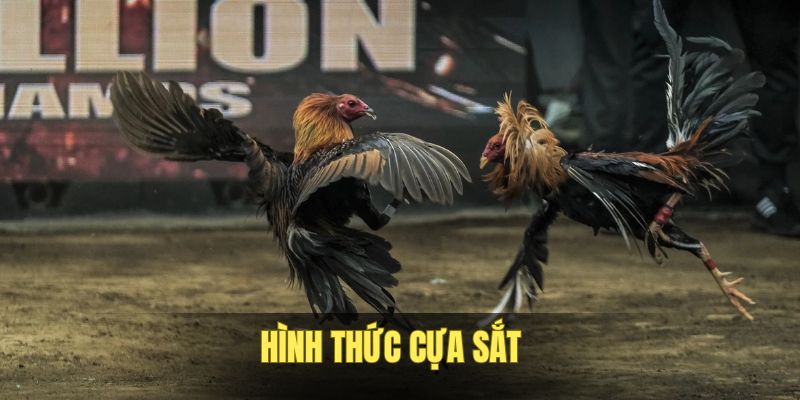 Top 4 hình thức thi đấu nổi trội nhất