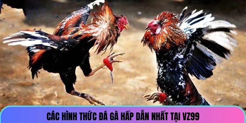 Các hình thức đá gà hấp dẫn nhất tại VZ99