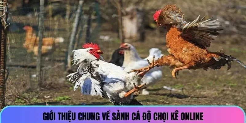 Giới thiệu chung về sảnh cá độ chọi kê online