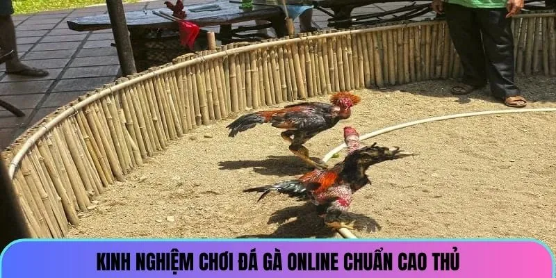 Kinh nghiệm chơi đá gà online chuẩn cao thủ