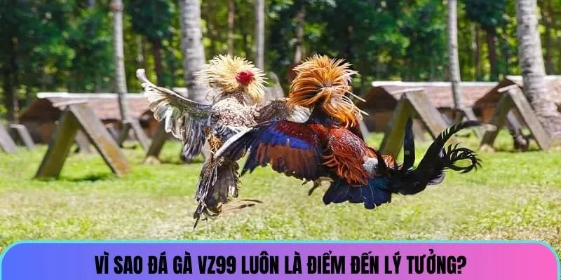 Vì sao đá gà VZ99 luôn là điểm đến lý tưởng?